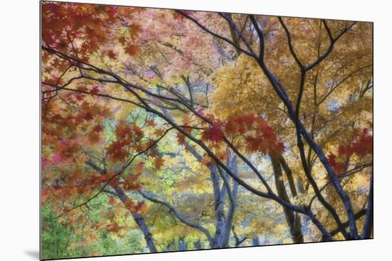 Lithia Park Fall 3-Don Paulson-Mounted Giclee Print