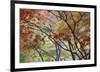 Lithia Park Fall 3-Don Paulson-Framed Giclee Print