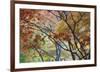 Lithia Park Fall 3-Don Paulson-Framed Giclee Print