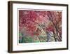 Lithia Park Fall Color I-Donald Paulson-Framed Giclee Print