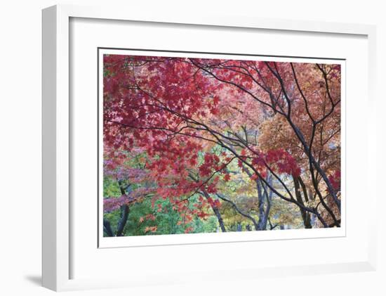 Lithia Park Fall Color I-Donald Paulson-Framed Giclee Print