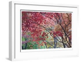 Lithia Park Fall Color I-Donald Paulson-Framed Giclee Print