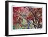 Lithia Park Fall Color II-Donald Paulson-Framed Giclee Print