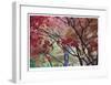 Lithia Park Fall Color II-Donald Paulson-Framed Giclee Print