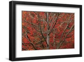 Lithia Park in Fall-David Winston-Framed Giclee Print