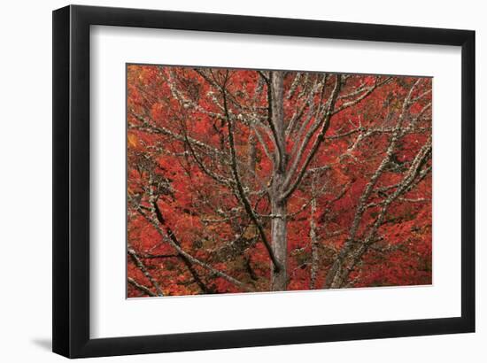 Lithia Park in Fall-David Winston-Framed Giclee Print