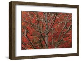 Lithia Park in Fall-David Winston-Framed Giclee Print