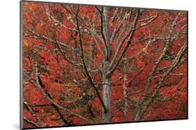 Lithia Park in Fall-David Winston-Mounted Giclee Print