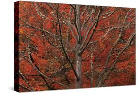 Lithia Park in Fall-David Winston-Stretched Canvas