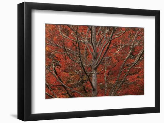 Lithia Park in Fall-David Lorenz Winston-Framed Art Print