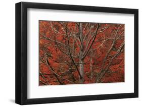 Lithia Park in Fall-David Lorenz Winston-Framed Art Print