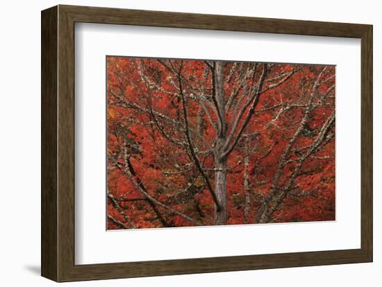 Lithia Park in Fall-David Lorenz Winston-Framed Art Print