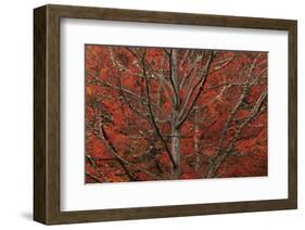 Lithia Park in Fall-David Lorenz Winston-Framed Art Print