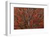 Lithia Park in Fall-David Lorenz Winston-Framed Art Print