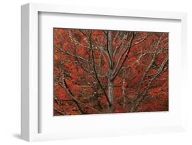 Lithia Park in Fall-David Lorenz Winston-Framed Art Print