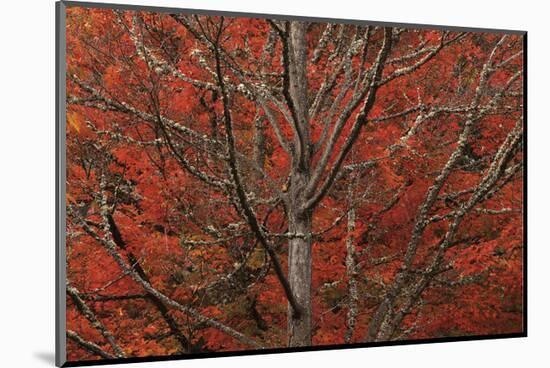 Lithia Park in Fall-David Lorenz Winston-Mounted Art Print