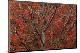 Lithia Park in Fall-David Lorenz Winston-Mounted Art Print