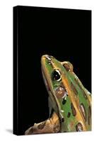 Lithobates Pipiens (Northern Leopard Frog)-Paul Starosta-Stretched Canvas