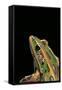 Lithobates Pipiens (Northern Leopard Frog)-Paul Starosta-Framed Stretched Canvas