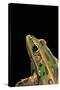 Lithobates Pipiens (Northern Leopard Frog)-Paul Starosta-Stretched Canvas