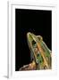 Lithobates Pipiens (Northern Leopard Frog)-Paul Starosta-Framed Premium Photographic Print