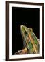 Lithobates Pipiens (Northern Leopard Frog)-Paul Starosta-Framed Premium Photographic Print