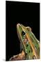 Lithobates Pipiens (Northern Leopard Frog)-Paul Starosta-Mounted Premium Photographic Print