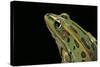 Lithobates Pipiens (Northern Leopard Frog)-Paul Starosta-Stretched Canvas