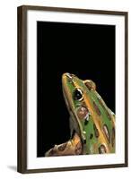 Lithobates Pipiens (Northern Leopard Frog)-Paul Starosta-Framed Photographic Print