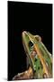 Lithobates Pipiens (Northern Leopard Frog)-Paul Starosta-Mounted Photographic Print