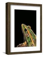 Lithobates Pipiens (Northern Leopard Frog)-Paul Starosta-Framed Photographic Print