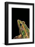 Lithobates Pipiens (Northern Leopard Frog)-Paul Starosta-Framed Photographic Print