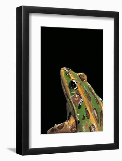 Lithobates Pipiens (Northern Leopard Frog)-Paul Starosta-Framed Photographic Print