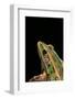 Lithobates Pipiens (Northern Leopard Frog)-Paul Starosta-Framed Photographic Print