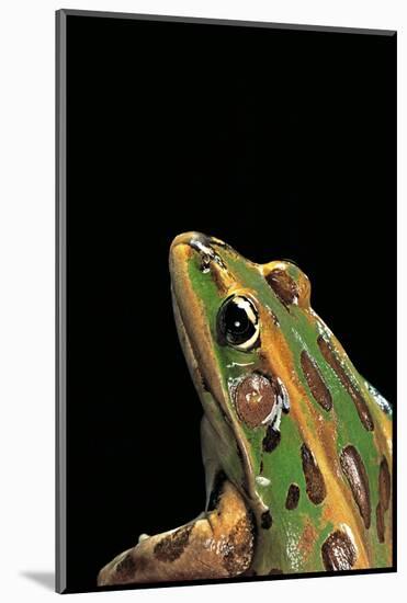 Lithobates Pipiens (Northern Leopard Frog)-Paul Starosta-Mounted Photographic Print