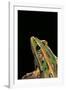 Lithobates Pipiens (Northern Leopard Frog)-Paul Starosta-Framed Photographic Print