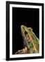 Lithobates Pipiens (Northern Leopard Frog)-Paul Starosta-Framed Photographic Print