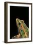 Lithobates Pipiens (Northern Leopard Frog)-Paul Starosta-Framed Photographic Print