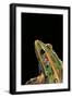 Lithobates Pipiens (Northern Leopard Frog)-Paul Starosta-Framed Photographic Print