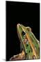 Lithobates Pipiens (Northern Leopard Frog)-Paul Starosta-Mounted Photographic Print