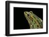 Lithobates Pipiens (Northern Leopard Frog)-Paul Starosta-Framed Photographic Print