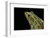 Lithobates Pipiens (Northern Leopard Frog)-Paul Starosta-Framed Photographic Print