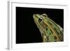 Lithobates Pipiens (Northern Leopard Frog)-Paul Starosta-Framed Photographic Print