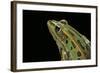 Lithobates Pipiens (Northern Leopard Frog)-Paul Starosta-Framed Photographic Print