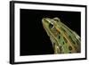 Lithobates Pipiens (Northern Leopard Frog)-Paul Starosta-Framed Photographic Print