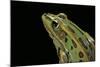 Lithobates Pipiens (Northern Leopard Frog)-Paul Starosta-Mounted Photographic Print