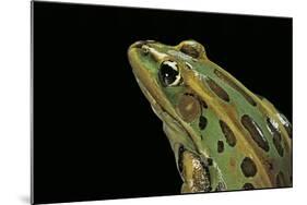 Lithobates Pipiens (Northern Leopard Frog)-Paul Starosta-Mounted Photographic Print