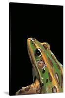 Lithobates Pipiens (Northern Leopard Frog)-Paul Starosta-Stretched Canvas