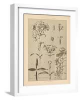 Lithograph Florals III-Wild Apple Portfolio-Framed Art Print