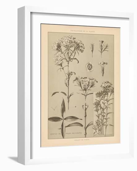 Lithograph Florals III-Wild Apple Portfolio-Framed Art Print